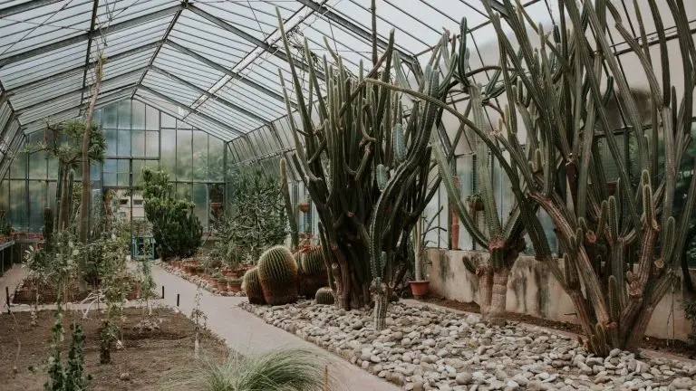 חממה עם צמחי מדבר, קקטוסים וסוקולנטים בסגנון הגן הבוטני של נאפולי